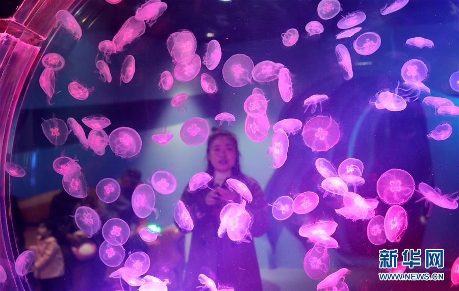 （社会）（2）上海海昌海洋公园开门迎客