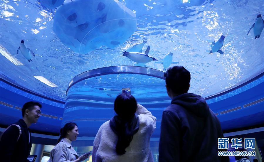 （社会）（3）上海海昌海洋公园开门迎客