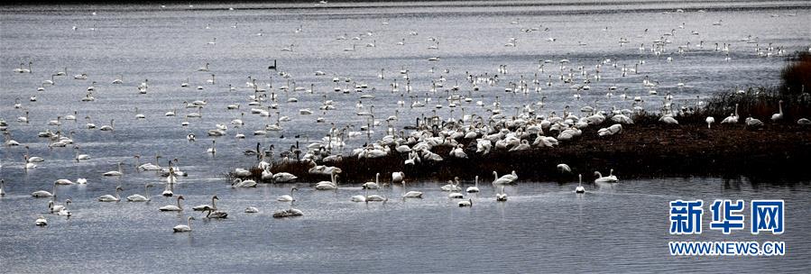 （社会）（1）黄河湿地&ldquo;天鹅湖&rdquo;