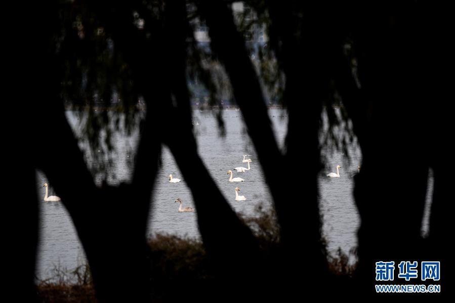 （社会）（3）黄河湿地&ldquo;天鹅湖&rdquo;