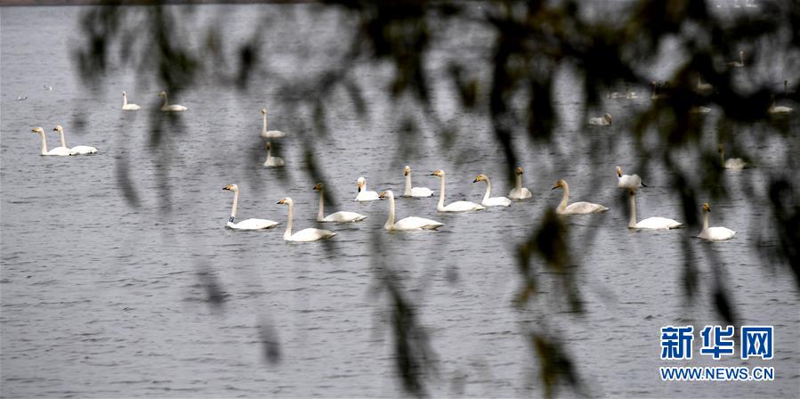 （社会）（6）黄河湿地&ldquo;天鹅湖&rdquo;