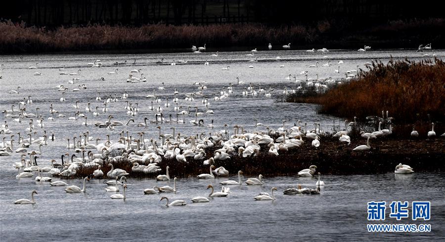 （社会）（7）黄河湿地&ldquo;天鹅湖&rdquo;