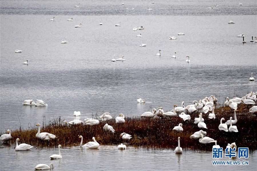 （社会）（9）黄河湿地&ldquo;天鹅湖&rdquo;