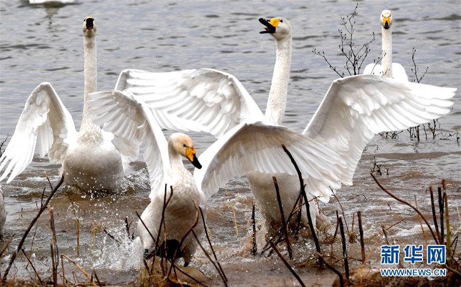（社会）（10）黄河湿地&ldquo;天鹅湖&rdquo;