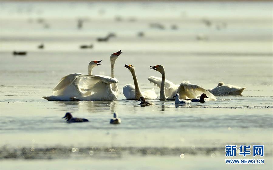（环境）（3）河北坝上 天鹅起舞