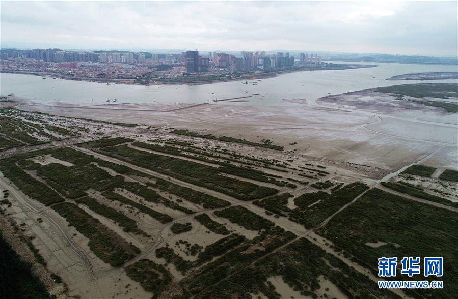 (新华视点·图文互动)(1)福建10名党员干部被问责的背后:7部门十余次执法未能有效制止泉州湾湿地围垦行为