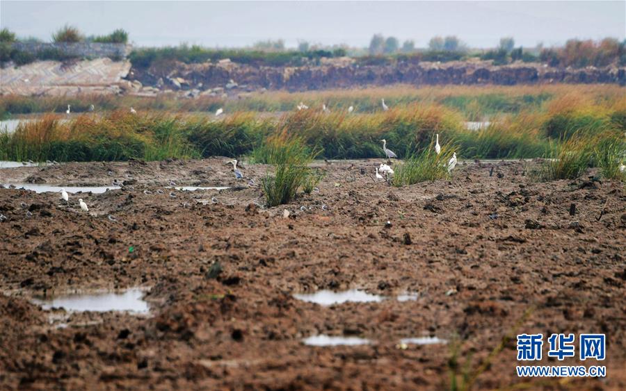 (新华视点·图文互动)(3)福建10名党员干部被问责的背后:7部门十余次执法未能有效制止泉州湾湿地围垦行为