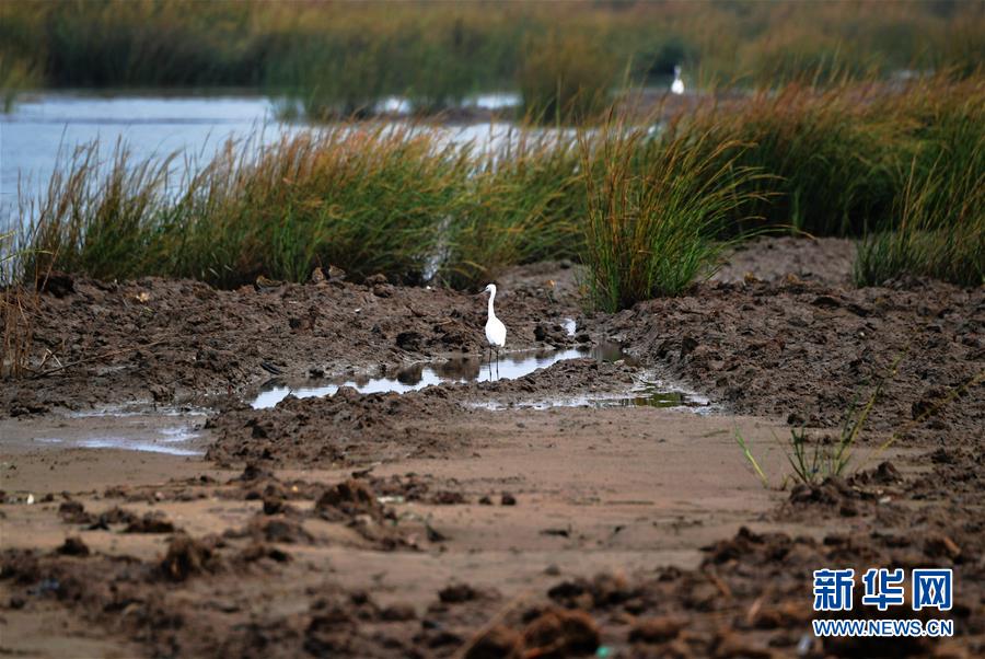 (新华视点·图文互动)(4)福建10名党员干部被问责的背后:7部门十余次执法未能有效制止泉州湾湿地围垦行为