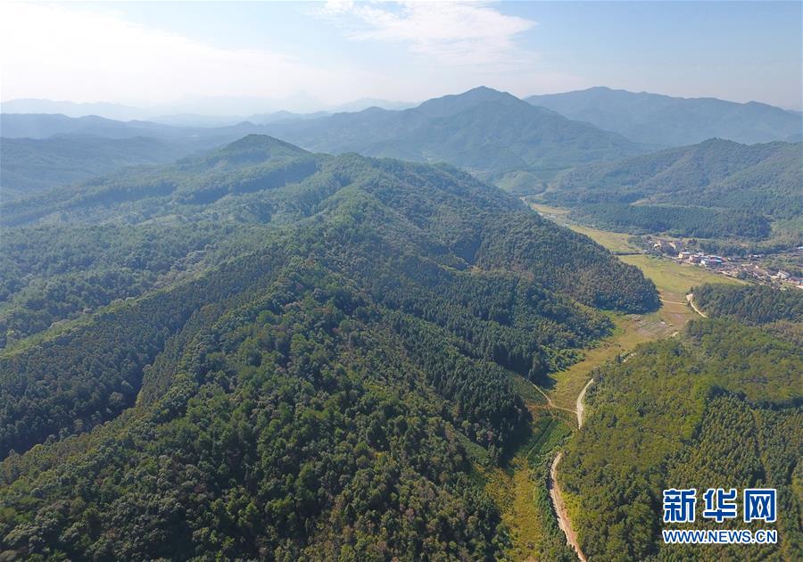 (在习近平新时代中国特色社会主义思想指引下·庆祝改革开放40周年·绿色发展·图文互动)(3)向阳花木易为春——绿色发展之“木”的故事