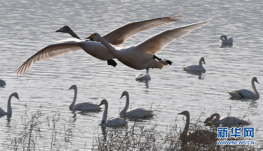 （镜观中国&middot;新华社国内照片一周精选）（5）天鹅飞来不想回