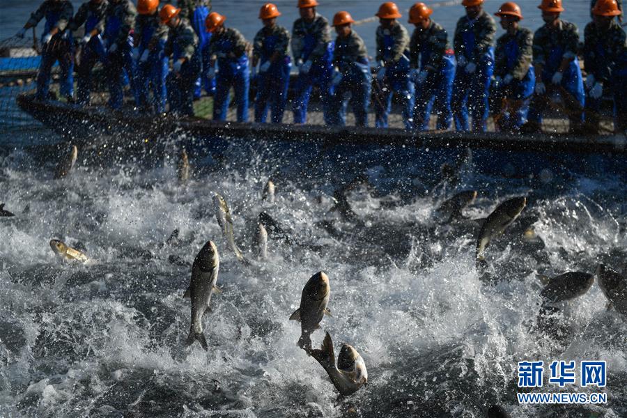 （镜观中国&middot;新华社国内照片一周精选）（11）沸腾鱼乡