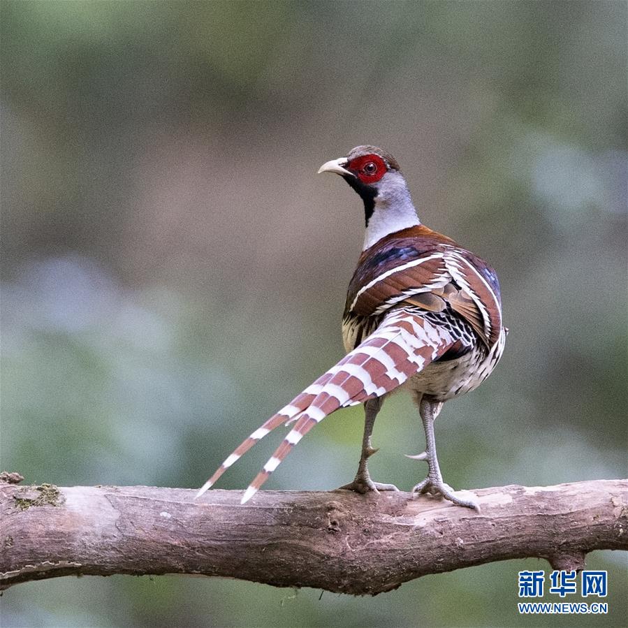 （新华网）（1）白颈长尾雉