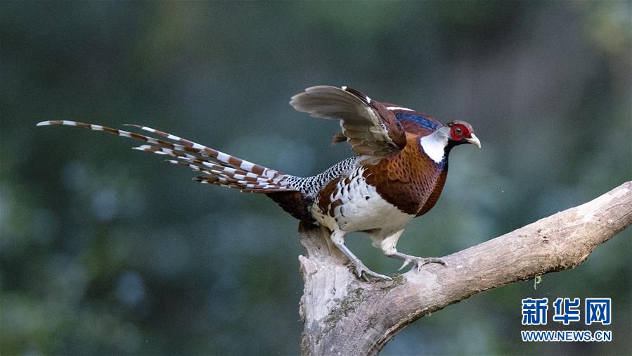 （新华网）（2）白颈长尾雉