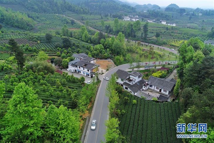 (百城百县百企调研行·图文互动)(3)贵州湄潭:绿浪淘心 茶富万民