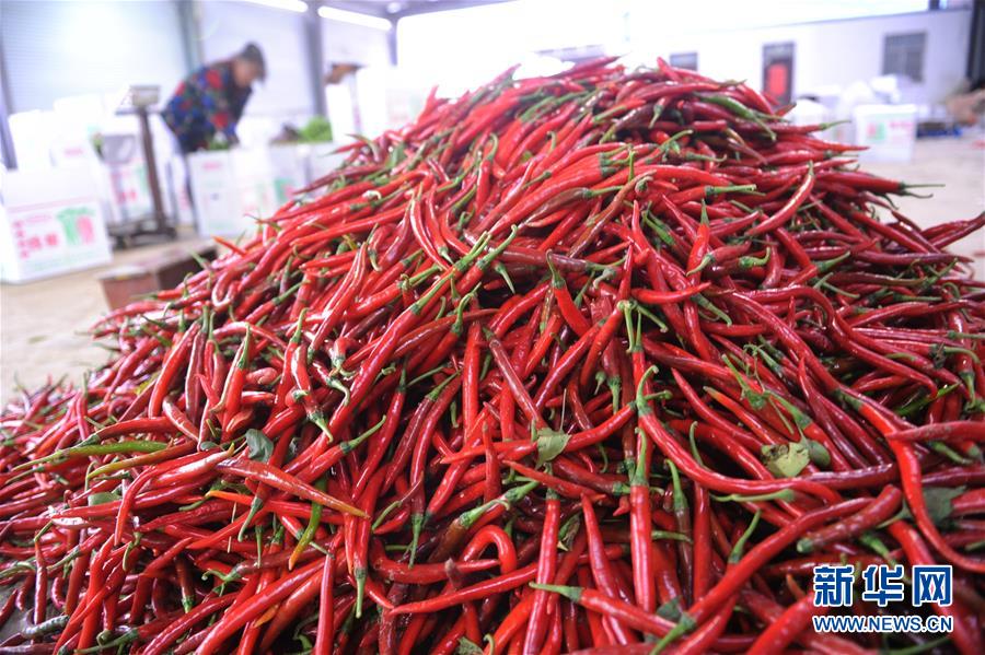 #（经济）（1）安徽阜南：辣椒红火上市