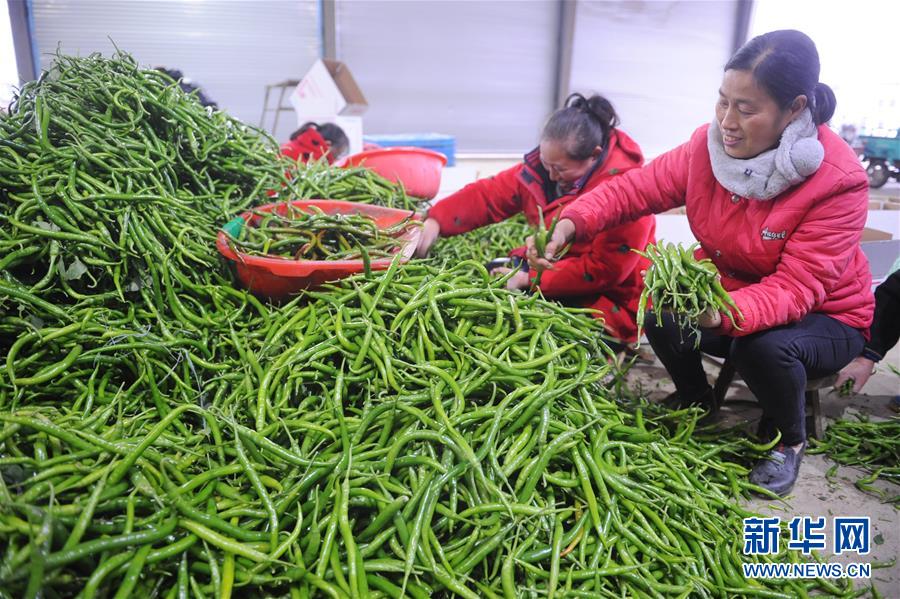 #（经济）（2）安徽阜南：辣椒红火上市