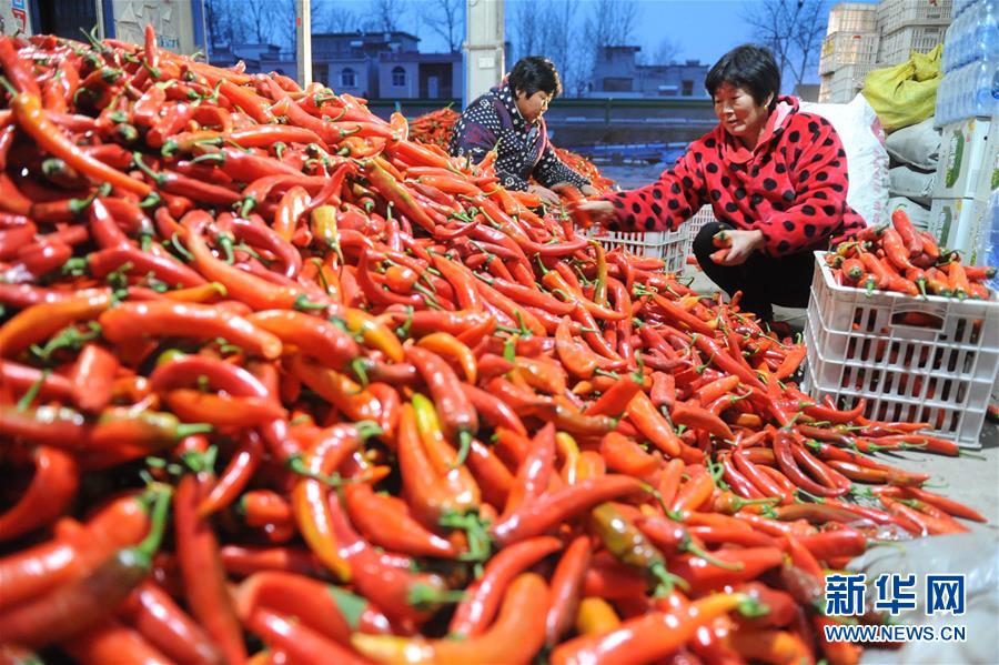 #（经济）（3）安徽阜南：辣椒红火上市