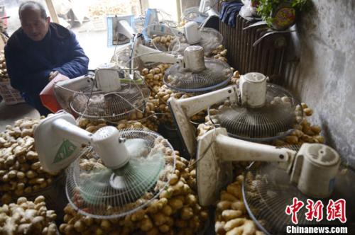 资料图：山西太原蔬菜批发市场，姜贩用多台电风扇风干新鲜潮湿的生姜。<a target='_blank' href='http://www.chinanews.com/'><p  align=