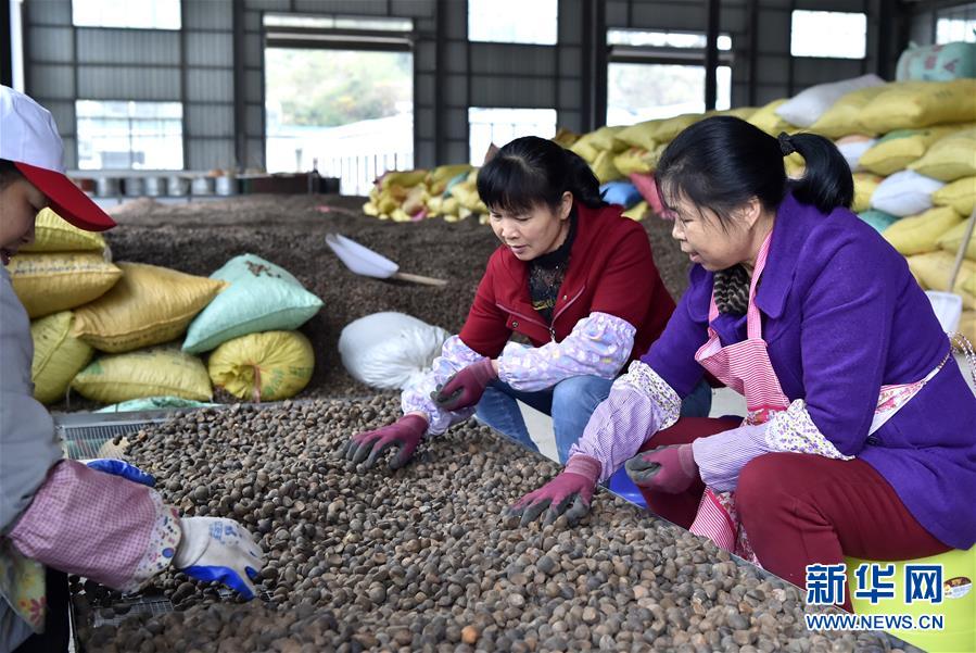 (图文互动)(1)大山深处的“生态经济”