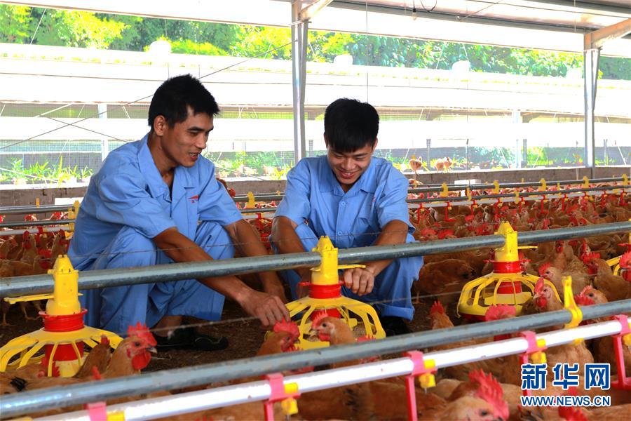有一种憧憬的力量--温氏模式的乡村振兴图景