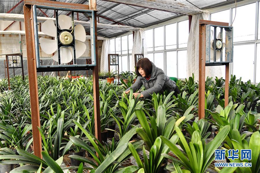 （经济）（1）河北辛集：&ldquo;盆栽经济&rdquo;开辟致富新路