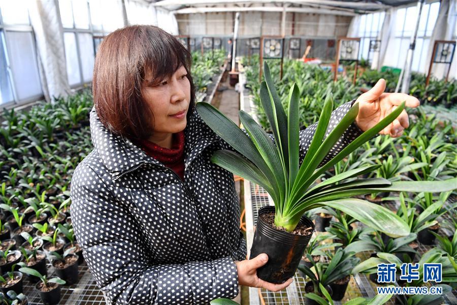 （经济）（2）河北辛集：&ldquo;盆栽经济&rdquo;开辟致富新路
