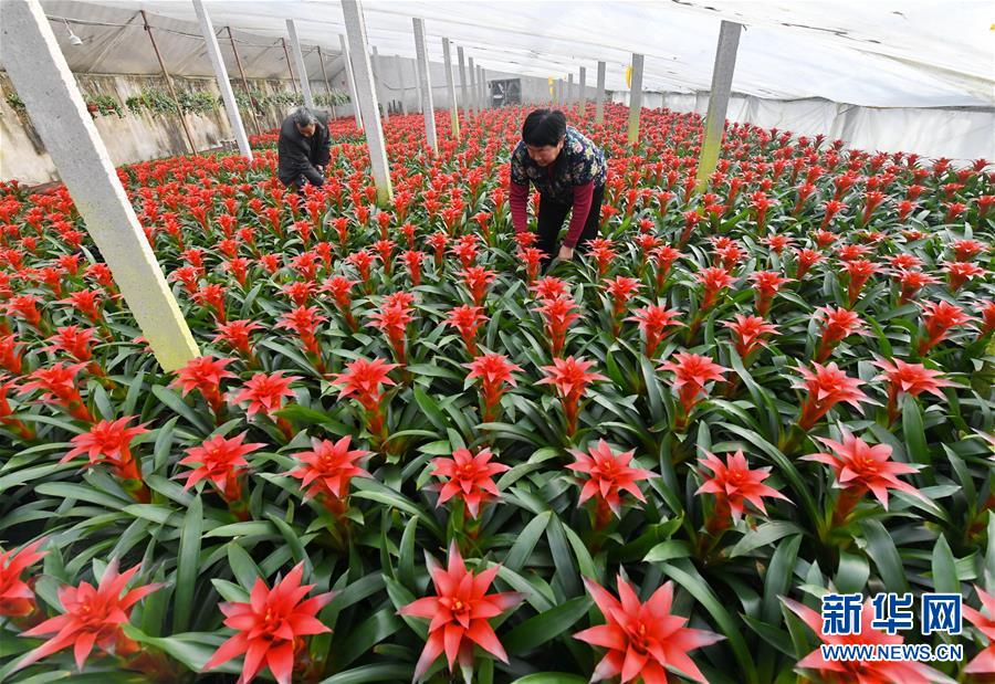 （经济）（3）河北辛集：&ldquo;盆栽经济&rdquo;开辟致富新路