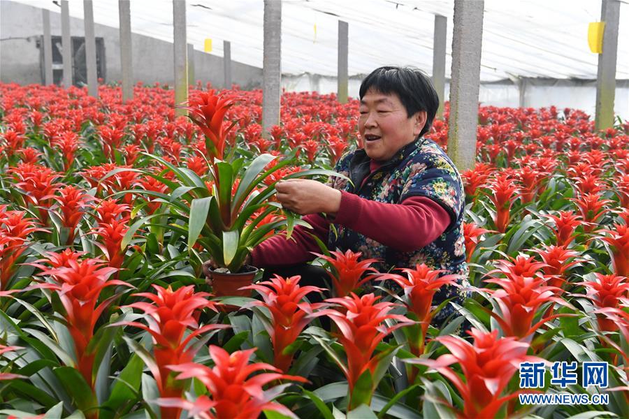 （经济）（4）河北辛集：&ldquo;盆栽经济&rdquo;开辟致富新路
