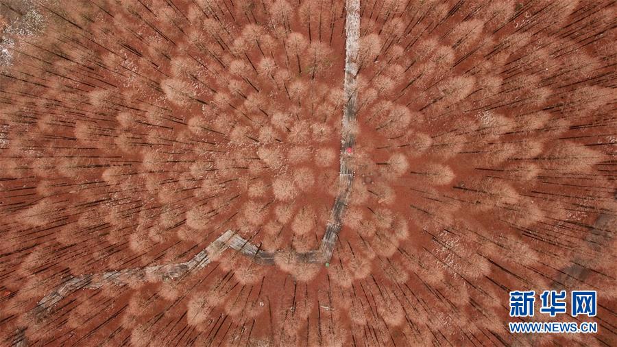 （镜观中国&middot;新华社国内新闻照片一周精选）（9）雪后林愈静