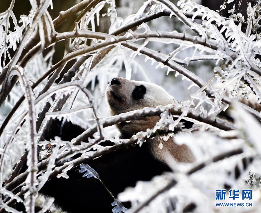 （镜观中国&middot;新华社国内新闻照片一周精选）（10）&ldquo;冰棒&rdquo;的味道