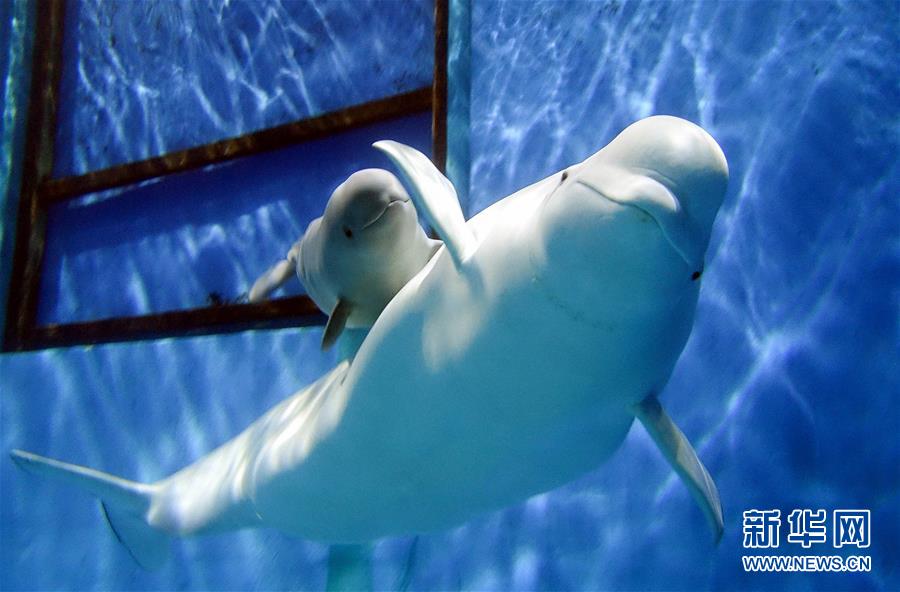 （社会）（1）珠海长隆一次繁育成功三头小白鲸