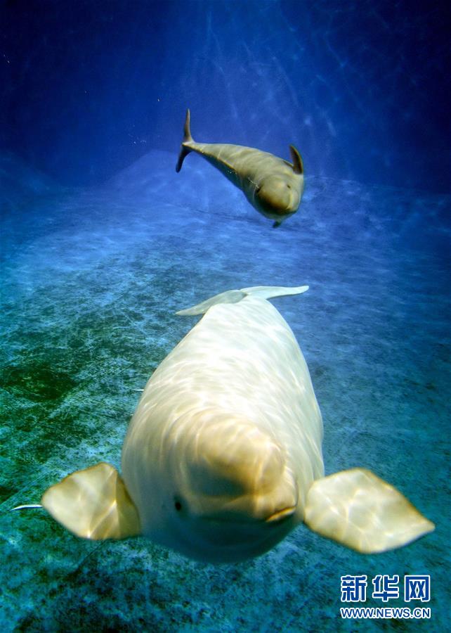 （社会）（2）珠海长隆一次繁育成功三头小白鲸