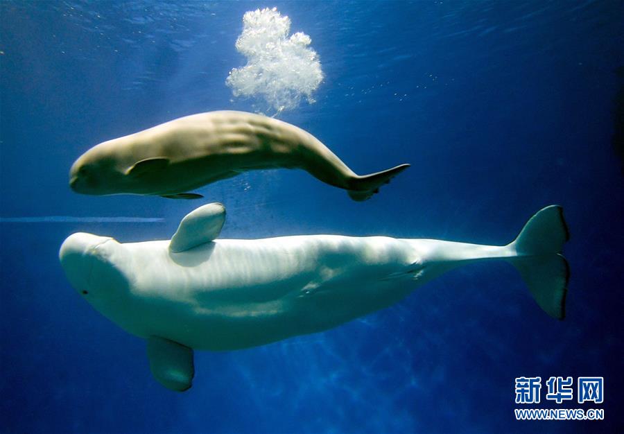 （社会）（3）珠海长隆一次繁育成功三头小白鲸