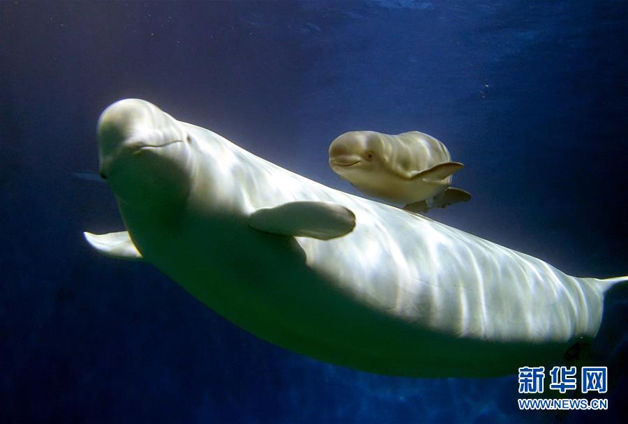 （社会）（4）珠海长隆一次繁育成功三头小白鲸