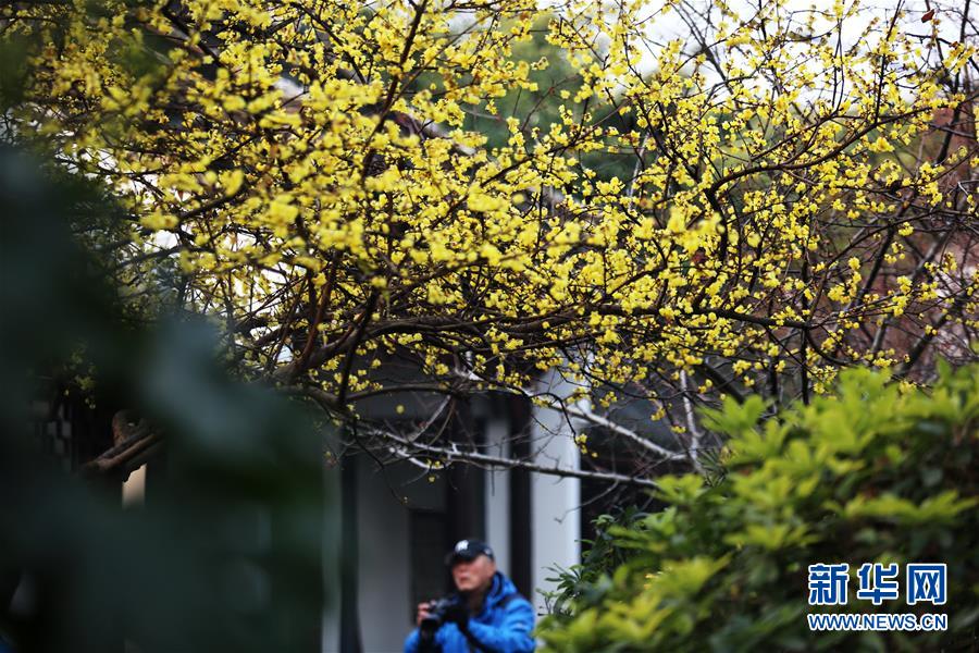 #（环境）（1）&ldquo;大寒&rdquo;时节梅飘香