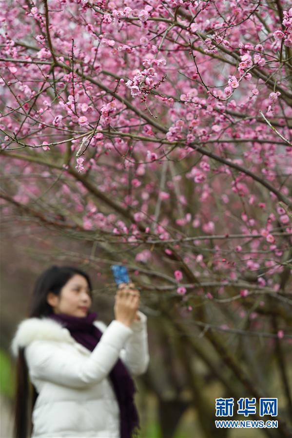 #（环境）（2）&ldquo;大寒&rdquo;时节梅飘香