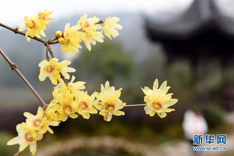 #（环境）（3）&ldquo;大寒&rdquo;时节梅飘香