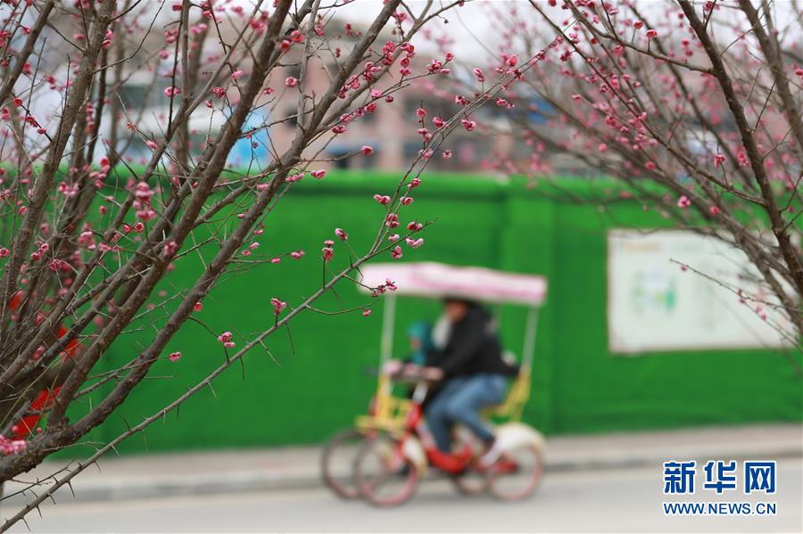 #（环境）（4）&ldquo;大寒&rdquo;时节梅飘香