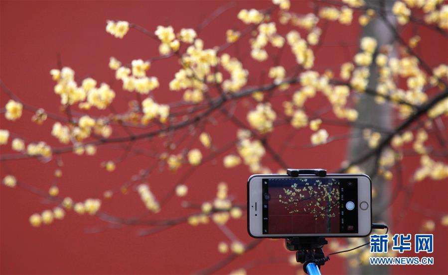 #（环境）（5）&ldquo;大寒&rdquo;时节梅飘香