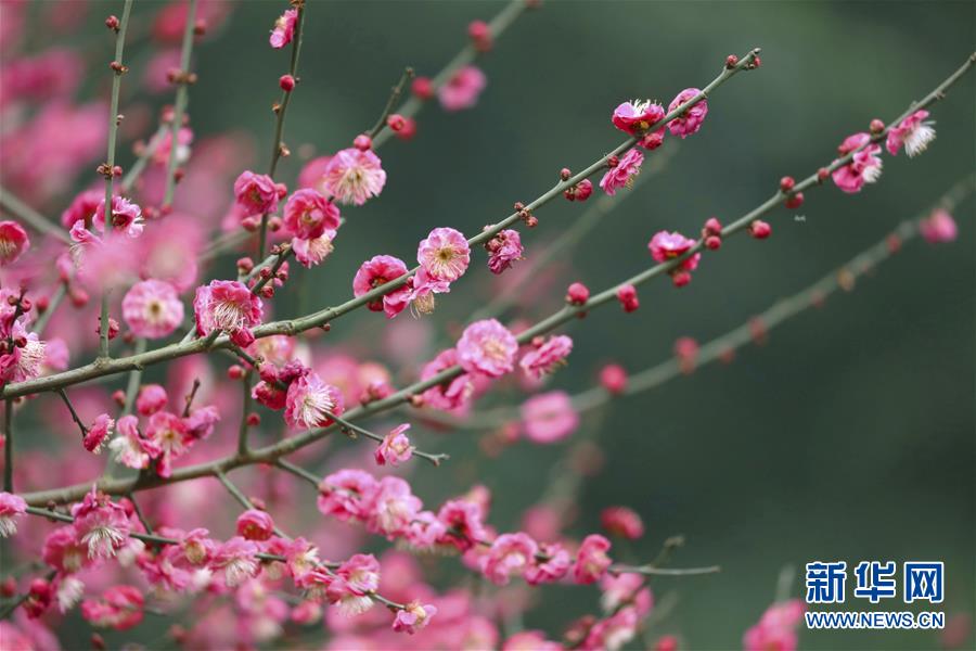 #（环境）（6）&ldquo;大寒&rdquo;时节梅飘香