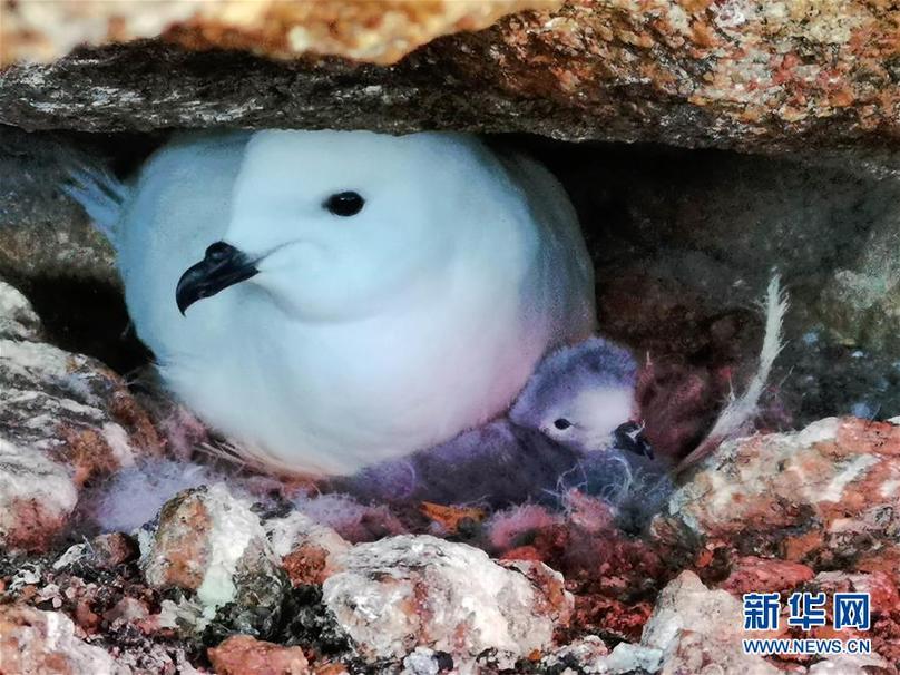 （第35次南極科考·圖文互動）（6）中國首次利用紅外相機自動監測南極雪海燕