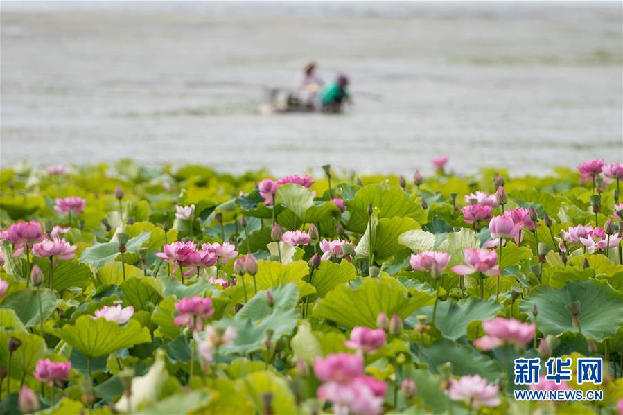 (在习近平新时代中国特色社会主义思想指引下——新时代新作为新篇章·图文互动)(9)高原春来早 云岭开新篇