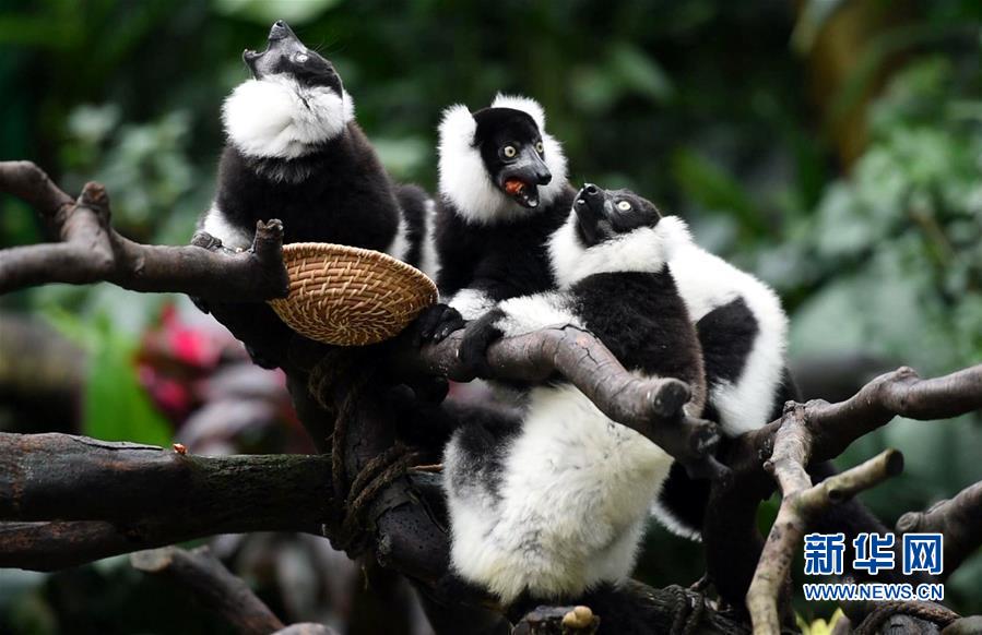 （社会）（5）广州：斑狐猴三胞胎正式与游客见面