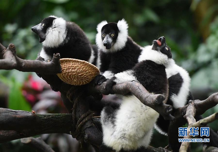 （社会）（2）广州：斑狐猴三胞胎正式与游客见面