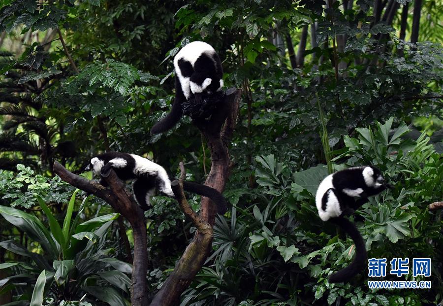 （社会）（4）广州：斑狐猴三胞胎正式与游客见面