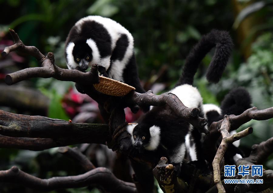 （社会）（3）广州：斑狐猴三胞胎正式与游客见面