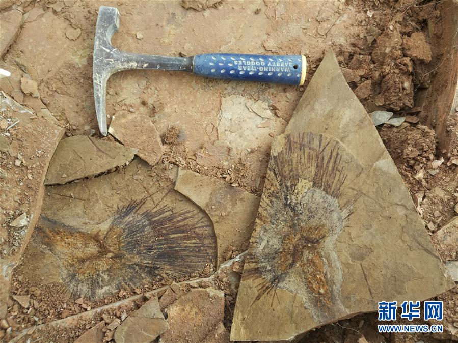 （图文互动）（1）科学家通过棕榈叶化石揭开青藏高原年轻时的模样
