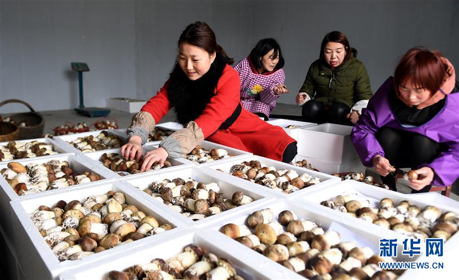 （社会）（4）陕西西乡：食用菌种植促增收