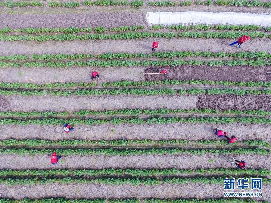（社会）（2）浙江慈溪：爱心志愿者春季耕种&ldquo;爱心田&rdquo;