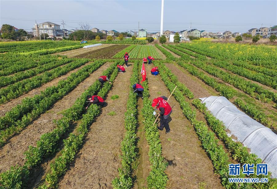 （社会）（4）浙江慈溪：爱心志愿者春季耕种&ldquo;爱心田&rdquo;